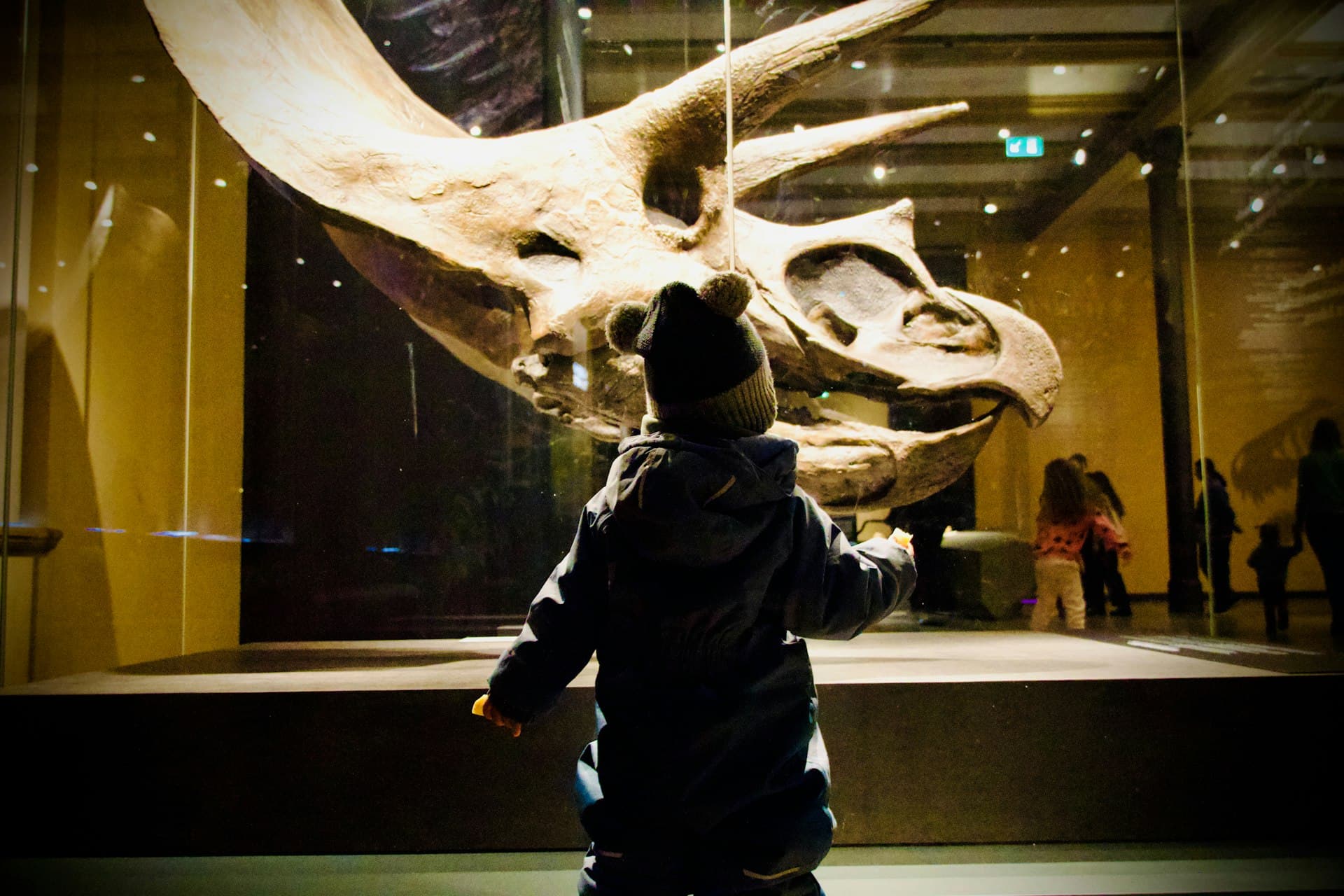 A child looking closely at a museum exhibit